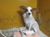 パピヨン  子犬 探す オンリーワン犬 左右... 4722