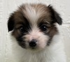 パピヨン  子犬 探す パピヨン女の子 4725