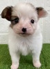 パピヨン  子犬 探す パピヨン女の子 4726