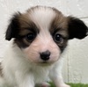 パピヨン  子犬 探す パピヨン女の子 4727