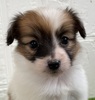 パピヨン  子犬 探す パピヨン女の子 4728