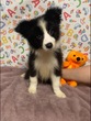 ボーダー・コリー  子犬 探す かわいいボーダーくん... 4696