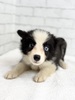 ボーダー・コリー 子犬 探す ブラック&ホワイト02... 4725