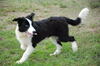 ボーダー・コリー 子犬 探す 19万〜 4727