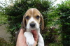 ビーグル  子犬 探す ビーグルのブラックタ... 2341