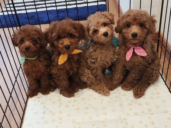 札幌 ブリーダー トイプードル No.40941 トイ・プードル 犬の出産情報・子犬販売