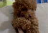 トイ・プードル 子犬 探す ★フワフワBOY 44047