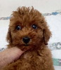 トイ・プードル  子犬 探す 濃いレッドでターニー... 44094