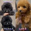 トイ・プードル  子犬 探す 件名なし 子犬販売の... 44100