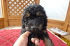 トイ・プードル  子犬 探す ブラックタンの男の子 44120