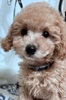 トイ・プードル 子犬 探す とっても可愛い元気な... 44134