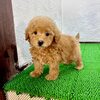 トイ・プードル 子犬 探す プードル(チョッパー... 44135