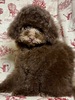 トイ・プードル 子犬 探す スタイルの良いブラウ... 44155
