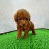 トイ・プードル 子犬 探す しまじろう君 44160
