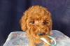 トイ・プードル 子犬 探す レッドの女の子です。 44173