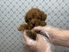 トイ・プードル 子犬 探す 【特典あり】抱っこで... 44178