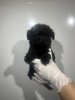 トイ・プードル 子犬 探す ブラック6590 44192