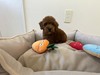 トイ・プードル 子犬 探す 【特典あり】よく食べ... 44195