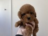 トイ・プードル 子犬 探す 【特典あり】ちょーー... 44196