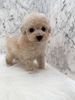 トイ・プードル 子犬 探す クリームの女の子。お... 44201