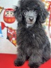 トイ・プードル 子犬 探す イケメン、ティーカッ... 44231