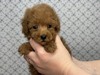 トイ・プードル 子犬 探す 【特典あり】ティー寄... 44248
