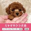 トイ・プードル 子犬 探す 良血統☆レッドのプリ... 44263