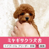 トイ・プードル 子犬 探す 良血統☆レッドのプリ... 44264