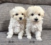 トイ・プードル 子犬 探す ホワイトの姉妹 44265