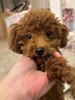 トイ・プードル 子犬 探す かわいい男の子 44284