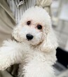 ミニチュア・プードル 子犬 探す 【成犬】小さめのミニ... 281