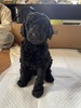 スタンダード・プードル  子犬 探す スタンダードプードル... 1570