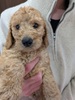 スタンダード・プードル  子犬 探す クリームスタンプ 1580