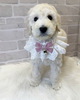 スタンダード・プードル  子犬 探す 美人さん。お迎え総額... 1581