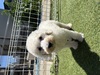 スタンダード・プードル  子犬 探す 可愛いお顔のスタンプ... 1582