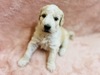 スタンダード・プードル  子犬 探す 可愛いプードル 1586