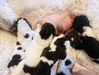 スタンダード・プードル  子犬 探す パーティーカラー 1588