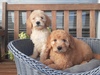 スタンダード・プードル  子犬 探す こぶりな姉妹です。 1592