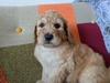 スタンダード・プードル  子犬 探す しっかりスタンプ 1593