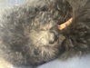 スタンダード・プードル  子犬 探す シルバーの男の子 1596