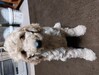 スタンダード・プードル  子犬 探す とても可愛い兄妹です 1598