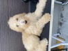 スタンダード・プードル  子犬 探す かわいい男の子! 1599