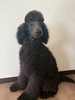 スタンダード・プードル  子犬 探す イケメンスタンプーく... 1618