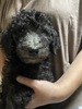 スタンダード・プードル  子犬 探す スタンダードプードル... 1620