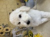 スタンダード・プードル  子犬 探す 可愛くて賢いスタンダ... 1626