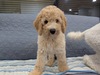 スタンダード・プードル  子犬 探す アカリボン 1628