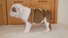 ブルドッグ 子犬 探す とってもむちむち可愛... 3703