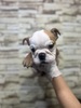 ブルドッグ 子犬 探す 愛らしい男の子 3704