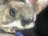 ブルドッグ 子犬 探す 親JKCチャンピオン 3705