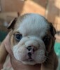 ブルドッグ 子犬 探す 可愛い子犬達です 3707